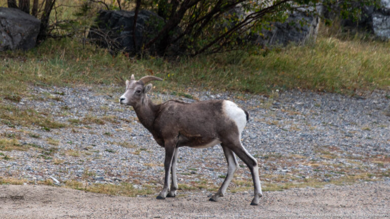 Horned bighorn sheep walking across pale gravel beside grass and shrubs.