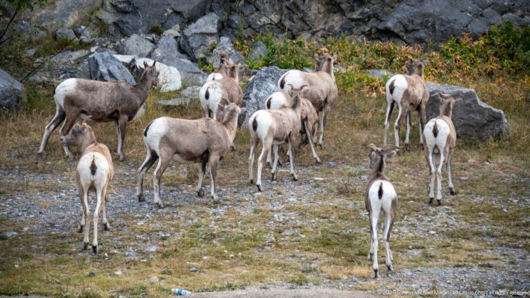 Large group of bighorn sheep gathered among grass, gravel, and rocks.