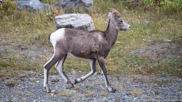 Bighorn sheep in side profile walking across gravel and sparse grass.