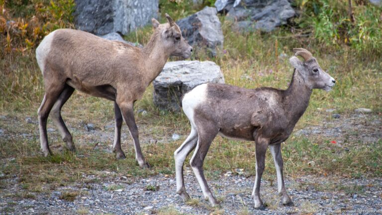 Two bighorn sheep walking across gravel and grass near boulders.