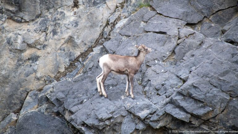 Bighorn sheep standing alone on a projecting gray rock shelf.