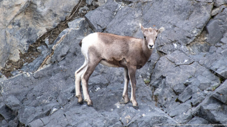 Young bighorn sheep facing forward on a gray rock ledge.