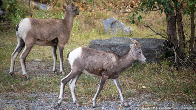 Two bighorn sheep walking through grass and gravel beside shrubs and rocks.
