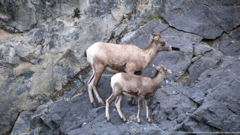 Adult and juvenile bighorn sheep standing together on a steep rock shelf.