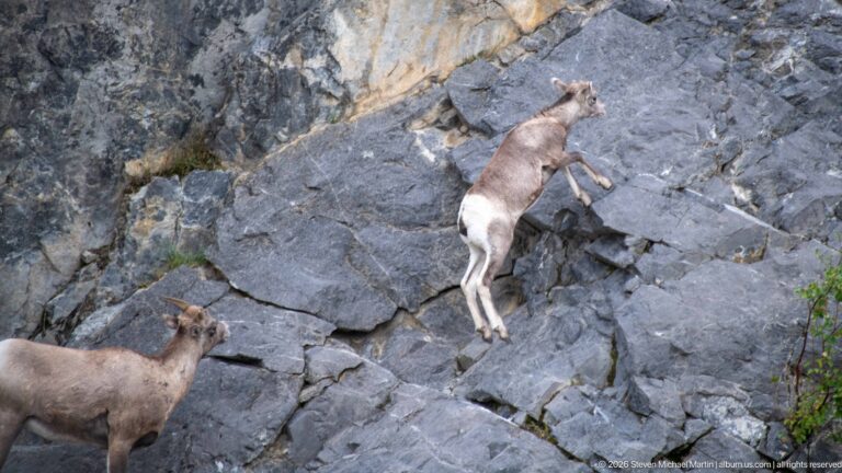 Bighorn sheep climbing steep gray rock above a second sheep.