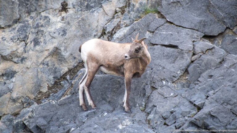 Bighorn sheep on gray rock turning its head back toward the camera.