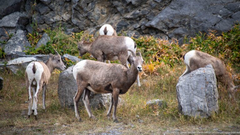 Several bighorn sheep clustered in dry grass beside a gray boulder.