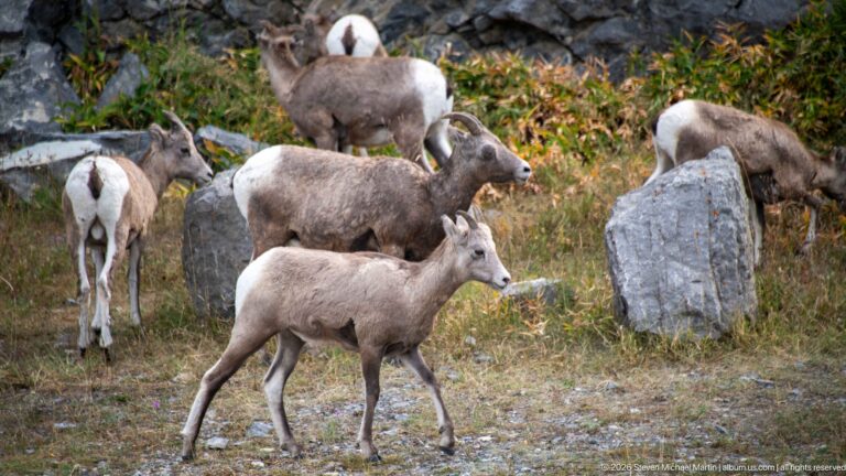 Group of bighorn sheep among grass, shrubs, and gray boulders.