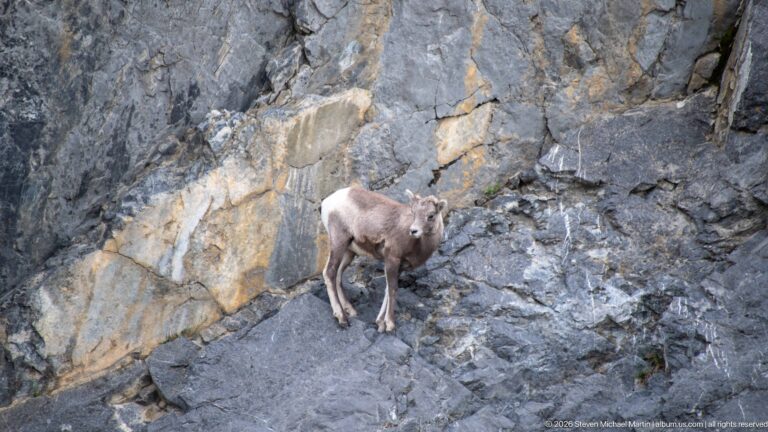 Bighorn sheep standing in a recess of gray and ochre fractured rock.