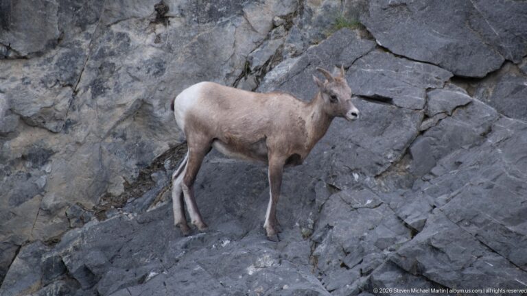Young bighorn sheep standing on steep gray fractured rock.
