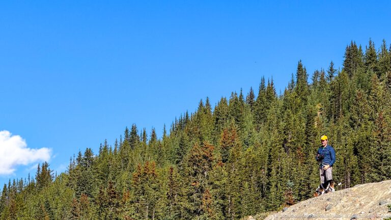Traveler in blue jacket and yellow cap standing on a rocky slope beside dense conifer forest.