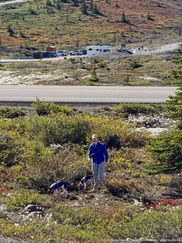 Traveler with two dogs among low alpine shrubs beside a road and parked vehicles in high mountain terrain.