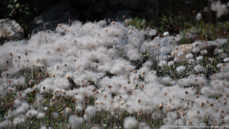Numerous white cotton-like seed heads rise from low alpine vegetation among rocks.