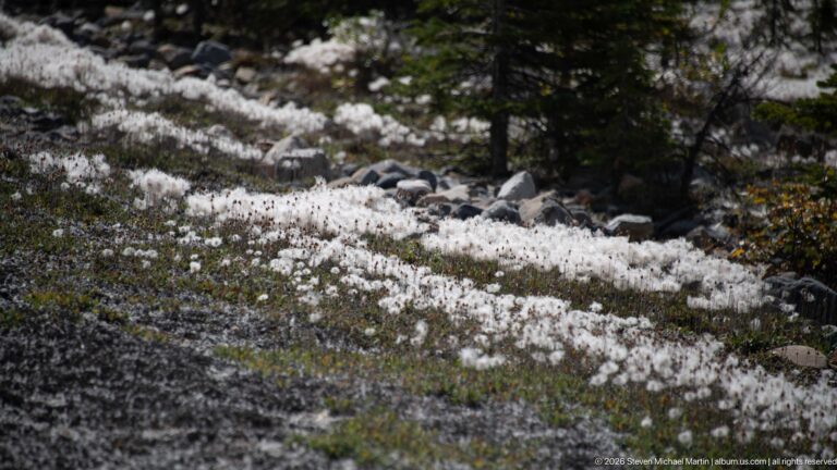 A broad patch of cotton-like white seed heads spreads across low vegetation and stones beneath conifers.