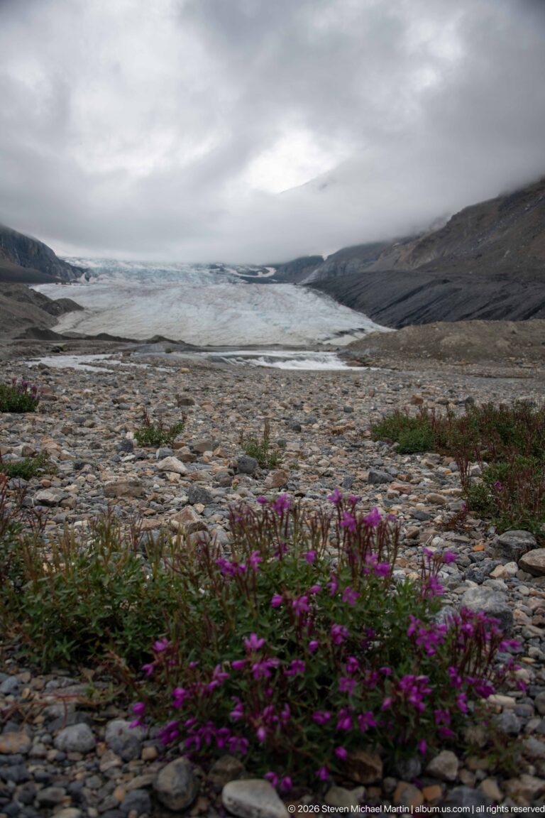 Purple alpine flowers among stones with Athabasca Glacier descending between barren mountains beneath gray clouds.