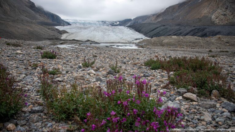 Pink-purple wildflowers and sparse plants on rocky ground below Athabasca Glacier and steep mountain walls.