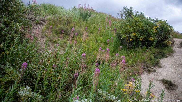 Pink and yellow wildflowers grow among dense green plants beside a narrow dirt trail on a mountain slope.