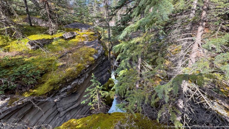 Small turquoise watercourse in a narrow layered-rock channel beneath spruce branches and mossy forest floor.