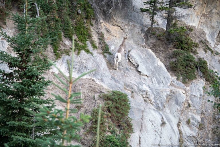 Bighorn sheep standing on a steep pale rock slope among sparse conifers and low vegetation.
