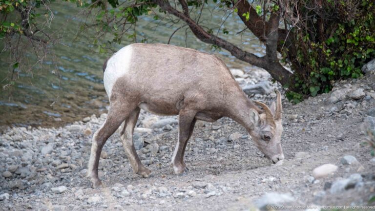 Bighorn sheep grazing on a gravelly bank beside water, with curved horns and a pale rump clearly visible.