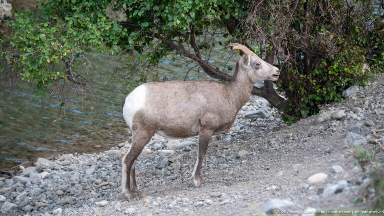 Bighorn sheep standing alert on gravel beside blue-green water and leafy shrubs.