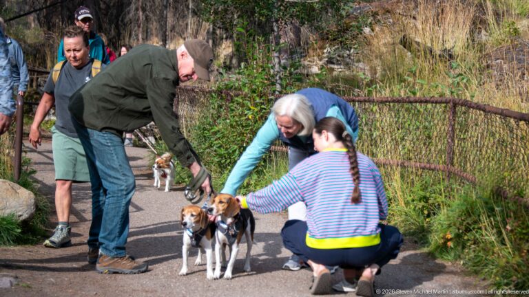 Visitors crouching and bending to greet two leashed beagles on a paved trail beside a metal railing.