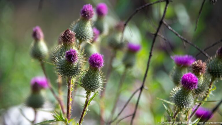 Purple thistle blooms and spiny green buds on branching stems against a softly blurred green background.