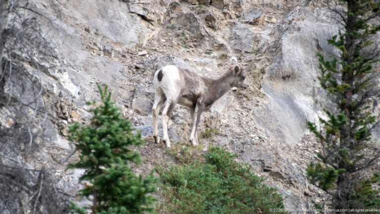 Bighorn sheep walking across a steep gray rock face with small conifers and shrubs nearby.