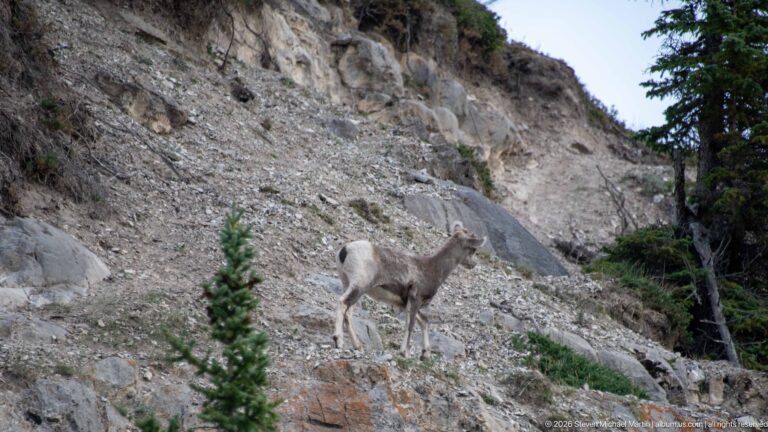 Bighorn sheep standing on a broad gray scree slope below a rocky cliff, with sparse conifers at the edges.