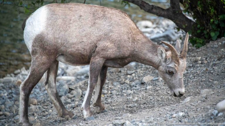Close side view of a bighorn sheep grazing on gravel, showing curved ridged horns, gray coat, and pale rump.