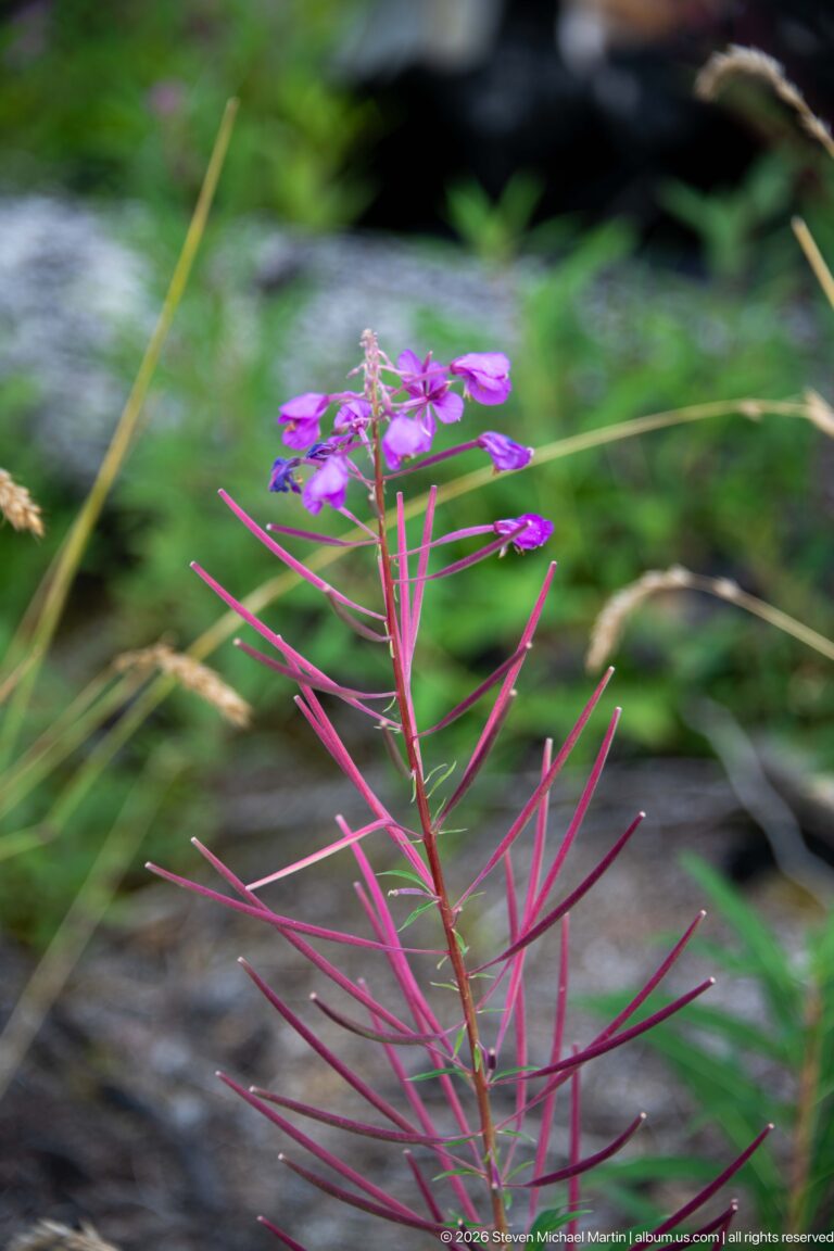Magenta fireweed flowers above long reddish seed pods on a slender stem against a blurred green background.