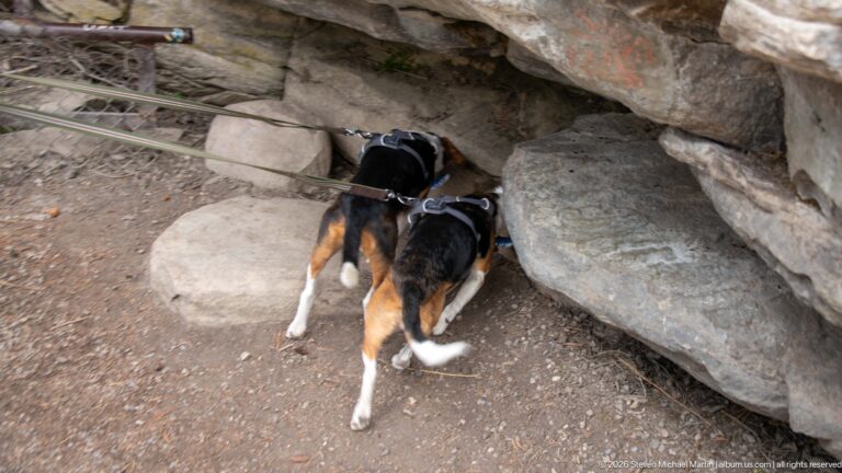 Two leashed beagles pushing their heads into a small opening beneath a layered rock overhang beside the trail.