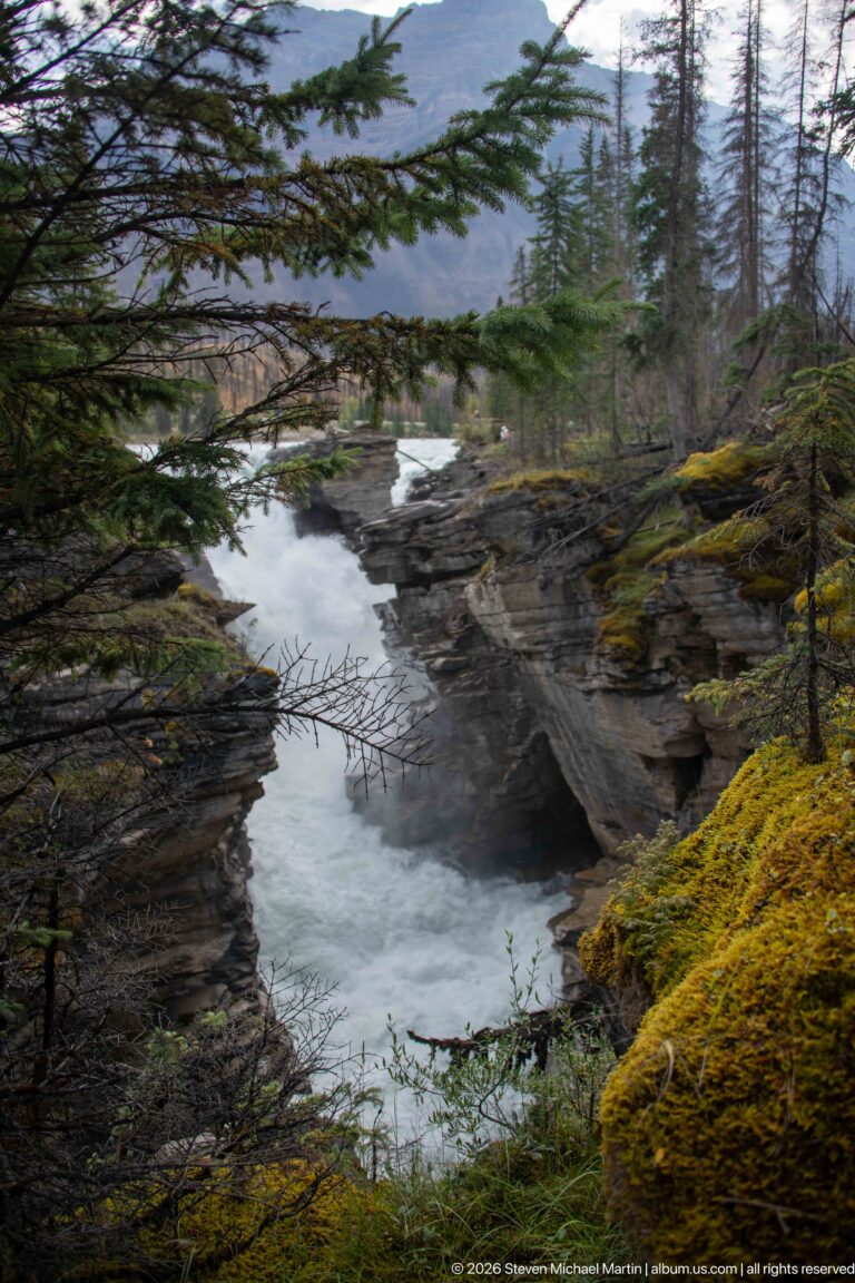 Turquoise river bending through a narrow layered-rock canyon, framed by conifer branches and bright moss.