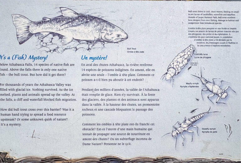 Interpretive panel with a large bull trout illustration, bilingual text, and drawings of aquatic invertebrates.