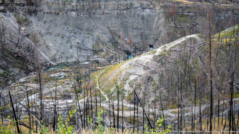 Rocky mountain stream winding below gray slopes through a forest of thin fire-killed trunks and sparse regrowth.