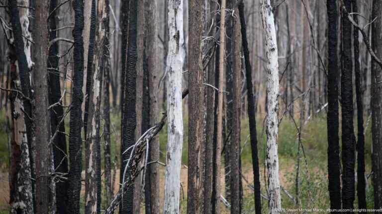 Dense vertical fire-killed tree trunks with blackened bark, pale exposed wood, and sparse green understory.