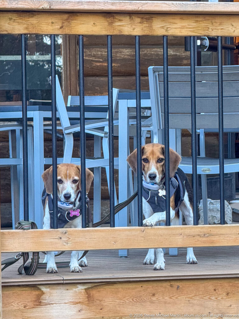 Two harnessed beagles standing behind a black metal railing on a wooden deck with patio chairs.