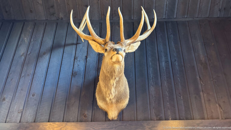 Mounted antlered deer head displayed against dark vertical wood paneling and lit from below.