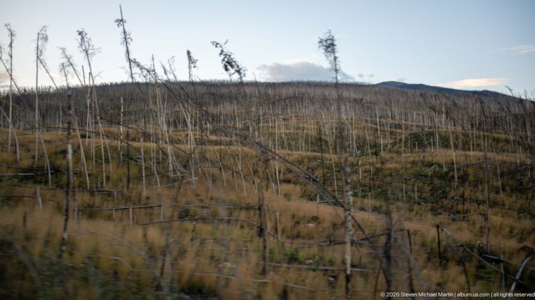 Burned hillside with standing dead trunks, fallen wood, grasses, and sparse green regeneration under pale sky.
