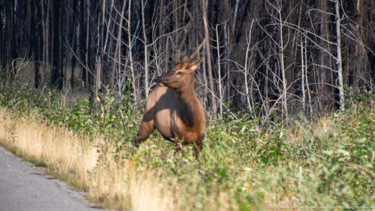 Rear view of a bull elk moving into tall roadside vegetation among thin fire-killed tree trunks.