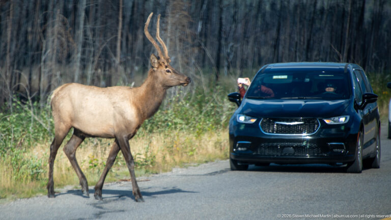 Antlered bull elk walking across a paved road directly in front of a dark passenger vehicle.