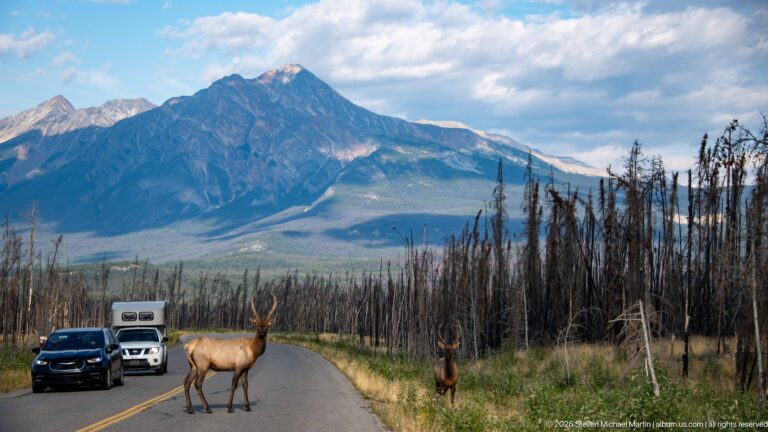 Bull elk standing in a mountain road ahead of vehicles, with another elk on the shoulder and mountains beyond.