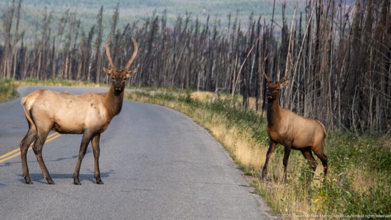 Two bull elk standing at a road bend amid grasses and a background of fire-killed trees.