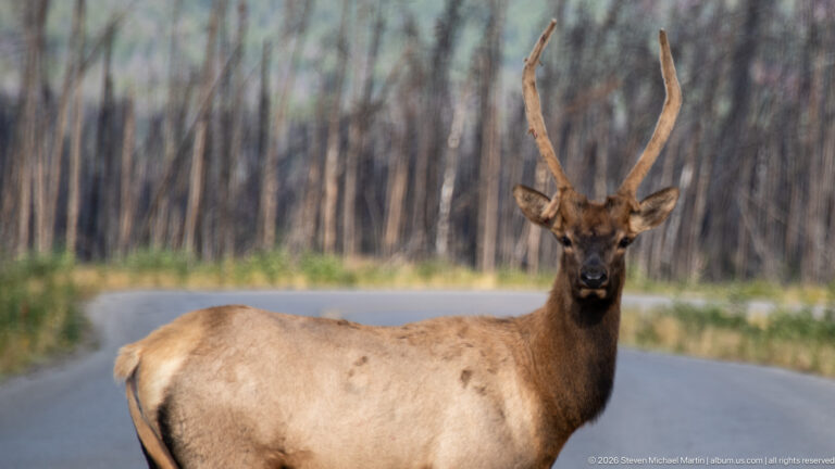 Close view of a young bull elk with developing antlers beside a road and burned woodland.