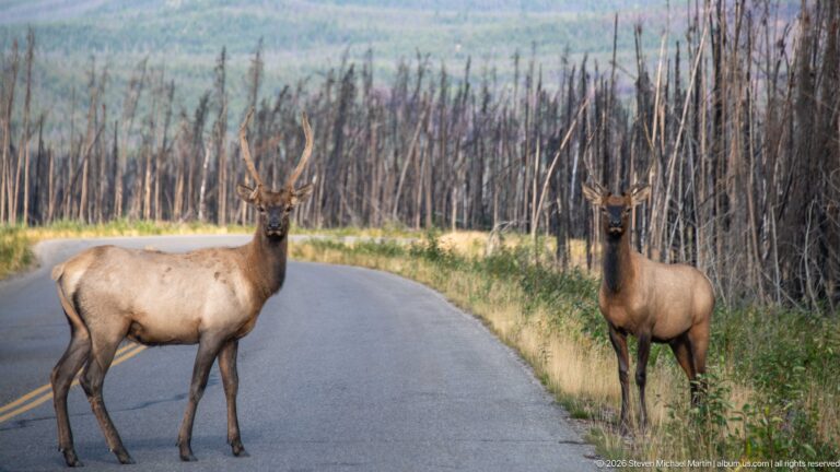 Two antlered elk standing on a curving road bordered by fire-killed forest in the Maligne Valley.