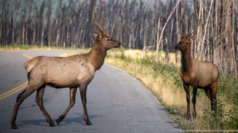 Bull elk crossing a paved road as a second antlered elk stands on the grassy shoulder.