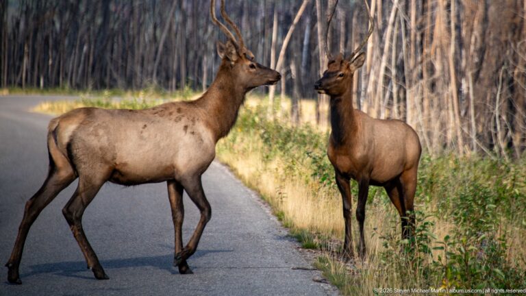 Two bull elk with developing antlers on and beside a paved road through fire-affected forest.