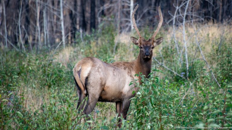 Young bull elk with developing antlers standing among shrubs and grasses before fire-killed tree trunks.