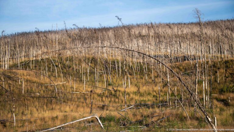 Fire-killed tree trunks and fallen snags cover a grassy hillside with scattered green regrowth under blue sky.