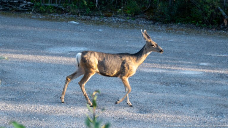 Mule deer walking across a gravel road beside a dark forest edge in the Maligne Valley.